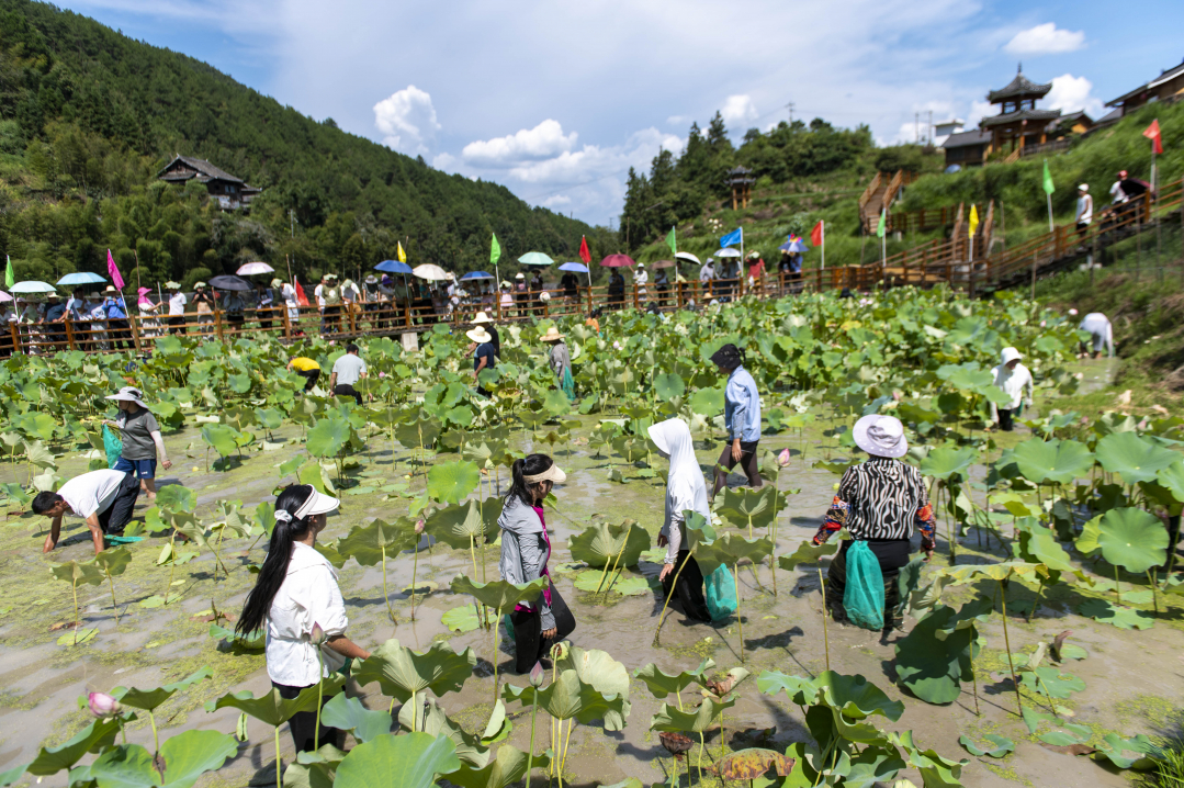 2024年8月27日，在貴州省從江縣洛香鎮(zhèn)榮新村四聯(lián)侗寨，游客和村民在參與摸魚活動。_DSC8570.jpg